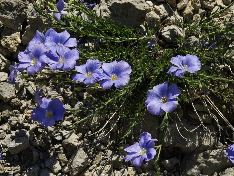 Лен perenne subsp. alpinum (семена) Лен perenne subsp. alpinum (семена)